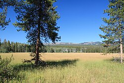 Meadow in Yellowstone National Park