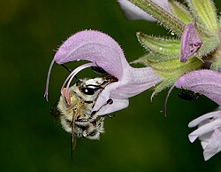 Male digger bee probing a male-stage flower of Salvia hierosolymitana. The stamens deposit pollen on the bee's back.