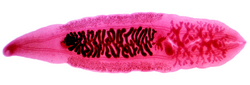 Clonorchis sinensis, the Chinese liver fluke, is trophically transmitted