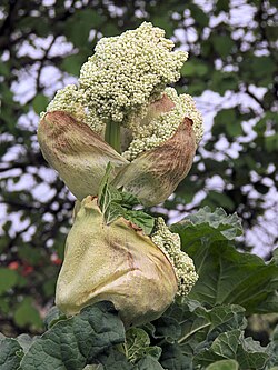 Young rhubarb flowers