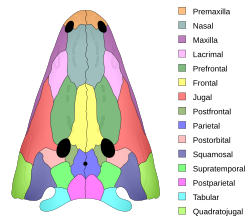 Skull diagram of Xenotosuchus, a temnospondyl