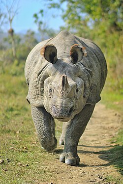 Indian rhinoceros in Chitwan National Park, Nepal