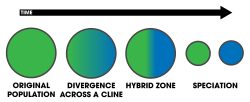 Parapatric speciation