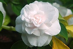 A double-flowered cultivar of Impatiens walleriana.