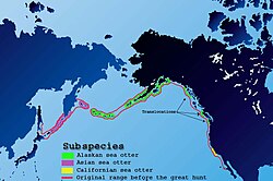Alaskan sea otters inhabit most of the Aleutian Islands and the Pacific Northwest, Asian sea otters inhabit the islands around Kamchatka Peninsula and those that stretch between there and Japan (excluding in the Sea of Okhosk) and California sea otters inhabit the coast of southern California. Their former range follows the coast of southern California north, into the Aleutian Islands, without any gaps in between.