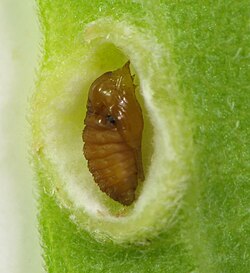 Asphondylia solidaginis, pupa in gall in Solidago sp.