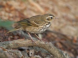 Olive-backed pipit, Anthus hodgsoni