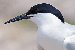 The roseate tern is trapped for food on its wintering grounds.