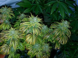 In the U.S., cannabis has been termed as a cash crop.[22]