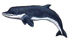 Reconstruction of the macroraptorial stem-physeteroid whale Acrophyseter.