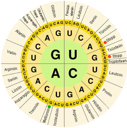 A depiction of the genetic code, by which the information contained in nucleic acids are translated into amino acid sequences in proteins.