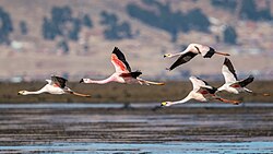 Andean flamingo amidst a flock of James's flamingos, in Bolivia