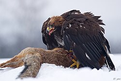 A golden eagle feeding on a red fox