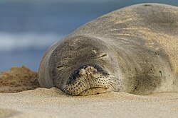 As of 2026, the Hawaiian monk seal is still listed as endangered under the ESA.[197]