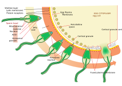The process of fertilizing an ovum (top to bottom).