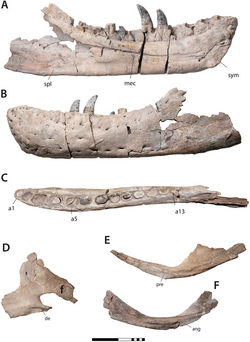 Mandibular elements of the T. mcraeensis holotype