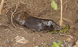 Sargasso shearwater chick, this species breeds on Tiger Cays off the Caribbean coast.