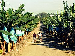 Plantation in the Philippines, 2010