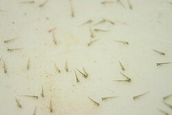 Within two or three days, the vulnerable goldfish eggs hatch into larvae, and rapidly develop into fry