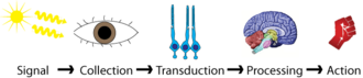 Sensation consists of signal collection and transduction.