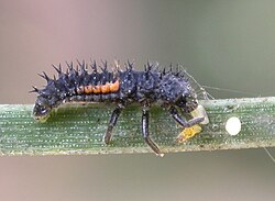 3rd instar larva of Harmonia axyridis eating an egg of another ladybird species (probably Adalia)