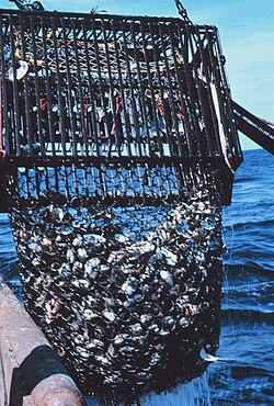 Dredge haul including live clams and empty shells