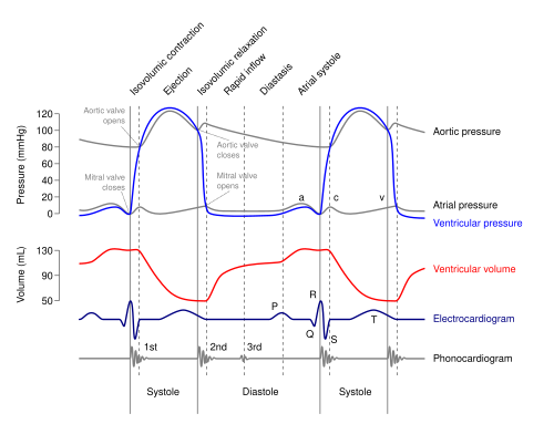 Wiggers diagram of various events of a cardiac cycle, showing left ventricular volume as a red trace.