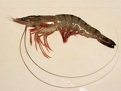 The giant tiger prawn (Penaeus monodon) is an important species for aquaculture.