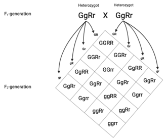 Dihybrid cross between heterozygotes (GgRr), resulting in the phenotypical ratio 9:3:3:1 (G and R: G and r: g and R: g and r)