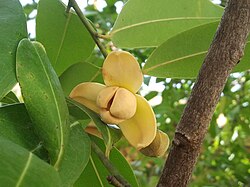 Cambodia's national flower, the romduol