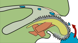 Snail radula at work = Food = Radula = Muscles = Odontophore "belt"