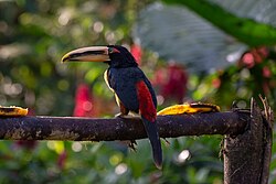 Ecuador is one of the most megadiverse countries in the world, it has the most biodiversity per square kilometer of any nation, and is one of the highest in endemism. In the image, a pale-mandibled aracari in the Mindo-Nambillo Ecological Reserve.