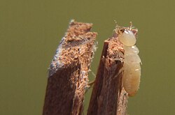 Termites can cause serious structural damage.