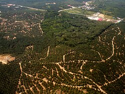 Oil palm plantation and rainforest fragment on Borneo.