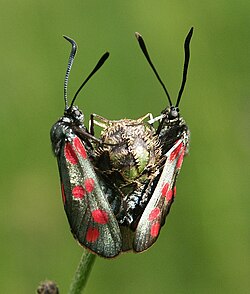 Six-spot burnet