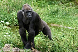 Western gorilla, a species of Gorilla with a conservation status of critically endangered, due to habitat loss and hunting for bushmeat.