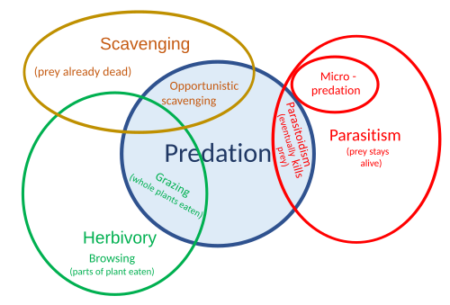 Relation of predation to other feeding strategies