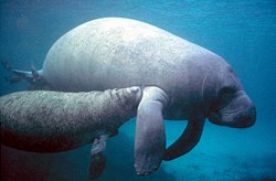 West Indian manatee and nursing her calf