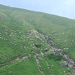 Pastoral site at Tangnu village, Rohru in Himachal Pradesh, India
