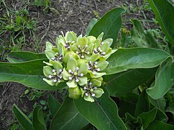 Asclepias viridis, green antelopehorn milkweed