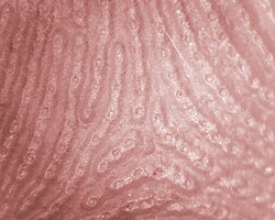 Human sweat gland pores on the ridges of a finger pad
