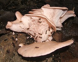 Euprenolepis procera, the only species of ant known to harvest mushrooms, feeding on a Pleurotus mushroom
