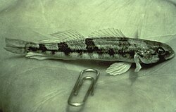 Snail darter