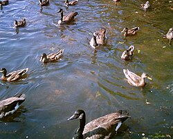 Geese and ducks are just two types of water birds, which include seabirds, shorebirds, waterfowl, and numerous other forms of birds.