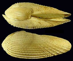 Barnea candida was named Pholas candidus in 1758.