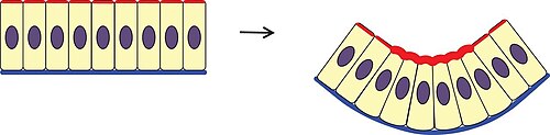Apical constriction leading to invagination of a monolayer of cells