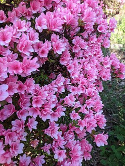 Thirty-year-old flowering azalea bush, Maryland, US