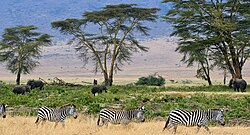The savanna of Ngorongoro Conservation Area in Tanzania