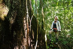 Peruvian researcher Tatiana Espinosa [es] with a Dipteryx micrantha tree in the Peruvian Amazonia
