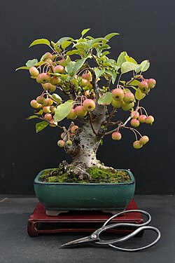 Crabapple bonsai tree in August